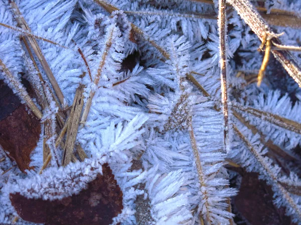 Vacker Frost Långa Nålar Torr Höst Gräs — Stockfoto