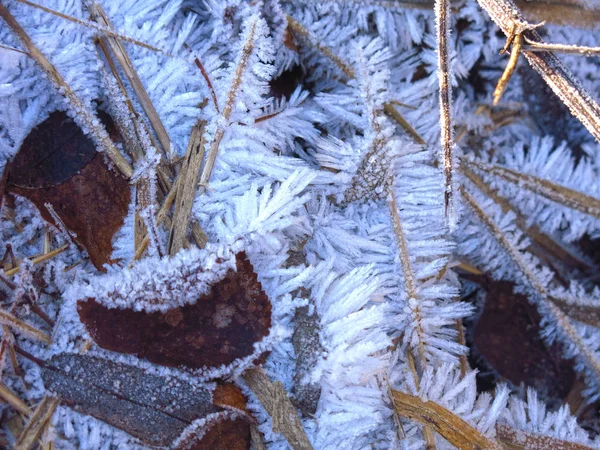 Beautiful Frost Long Needles Dry Autumn Grass — Stock Photo, Image