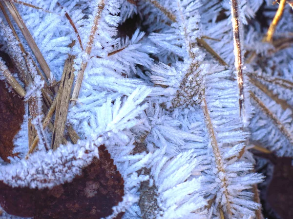 Beautiful Frost Long Needles Dry Autumn Grass — Stock Photo, Image