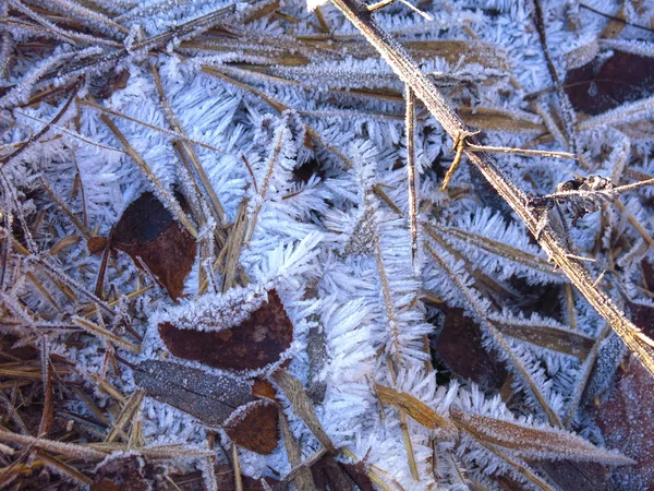 Beautiful Frost Long Needles Dry Autumn Grass — Stock Photo, Image