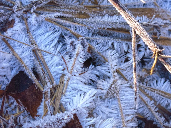 Красиві Морози Довгі Голки Сухій Осінній Траві — стокове фото