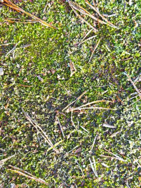mossy cover with coniferous needles and a layer of frost                     