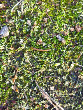 mossy cover with coniferous needles and a layer of frost                     