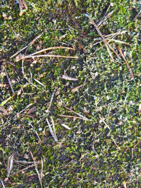 mossy cover with coniferous needles and a layer of frost                     