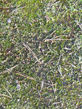 mossy cover with coniferous needles and a layer of frost                     