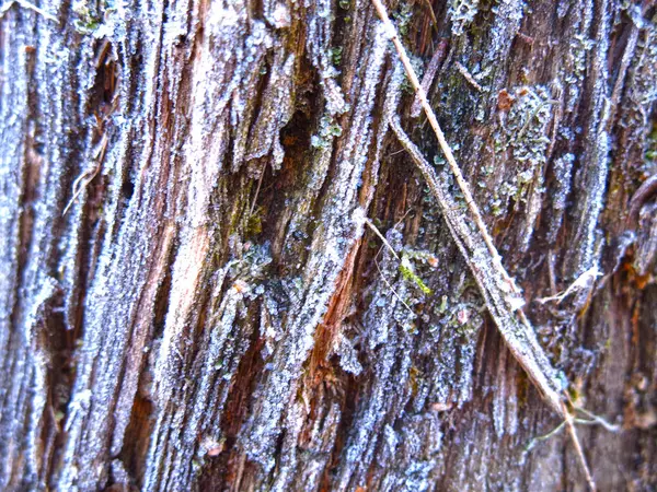 質感は腐った木の薄霜です — ストック写真
