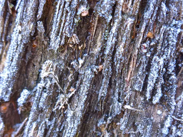 Textura Uma Fina Geada Madeira Podre — Fotografia de Stock