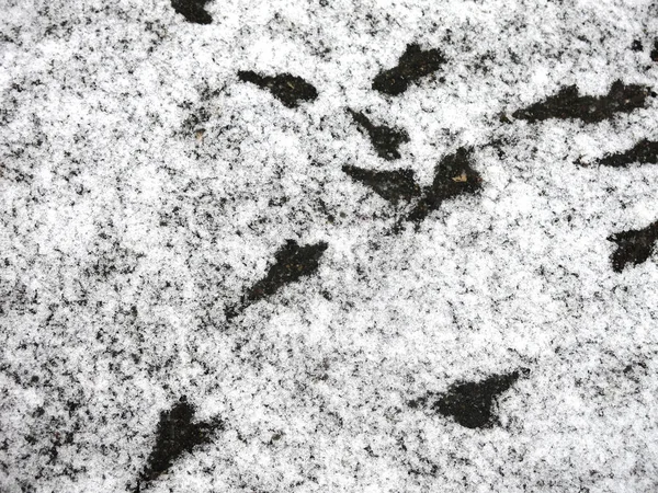 Empreintes Noires Oiseaux Sur Neige Blanche — Photo