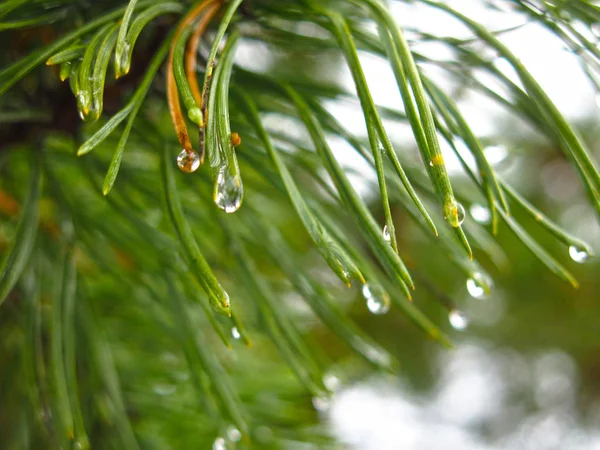 Çam iğnelerinin üzerindeki buzlar çözüldükten sonra su damlaları ladin dalları