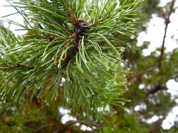 Gotas Agua Después Del Deshielo Las Agujas Pino Ramas Abeto —  Fotos de Stock