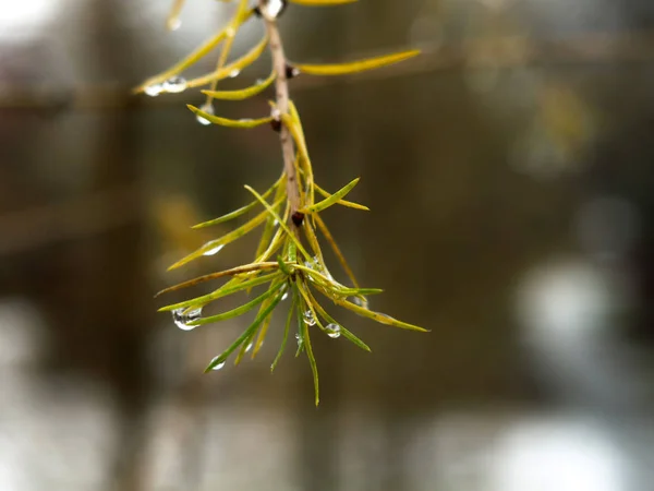 Drops Water Thaw Pine Needles Spruce Branches — Stock Photo, Image