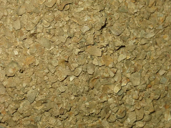 Pequeña Concha Mar Triturada Alimentación Piedra Caliza Para Pollos — Foto de Stock