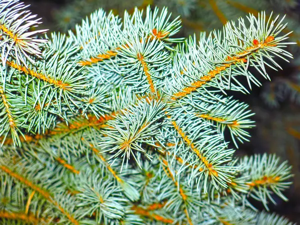 Fluffy Branches Blue Spruce Large Texture Snowflakes Daisies Covered Snow — Stock Photo, Image