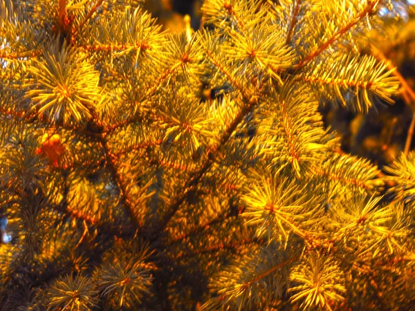 Ramas Esponjosas Abeto Azul Grandes Textura Como Copos Nieve Margaritas —  Fotos de Stock