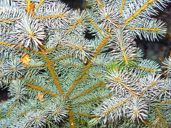 Flauschige Zweige Von Blaufichten Groß Struktur Wie Schneeflocken Oder Gänseblümchen — Stockfoto