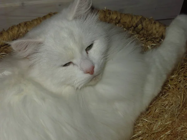 Blanco Esponjoso Gato Siberiana Crianza Miente Descansando —  Fotos de Stock