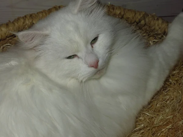 Blanco Esponjoso Gato Siberiana Crianza Miente Descansando — Foto de Stock