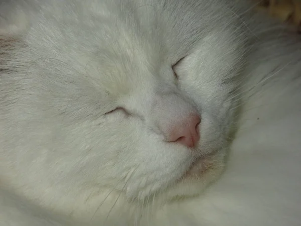 Blanco Esponjoso Gato Siberiana Crianza Miente Descansando — Foto de Stock