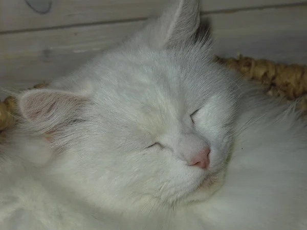 Biały Puszysty Kot Syberyjskiej Rasy Leży Spoczynku — Zdjęcie stockowe