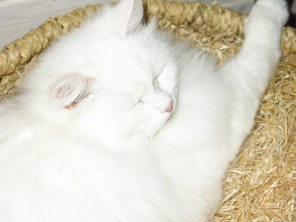 西伯利亚品种的白色绒毛猫躺在床上休息 — 图库照片