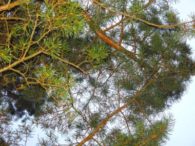 Gökyüzüne karşı iğneli yeşil çam dalları