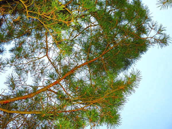 緑の松の枝が空に向かって針で — ストック写真