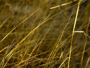 Kuru sonbahar otları rüzgarda eğilir.