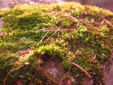 çimento üzerine yeşil sonbahar yosunu