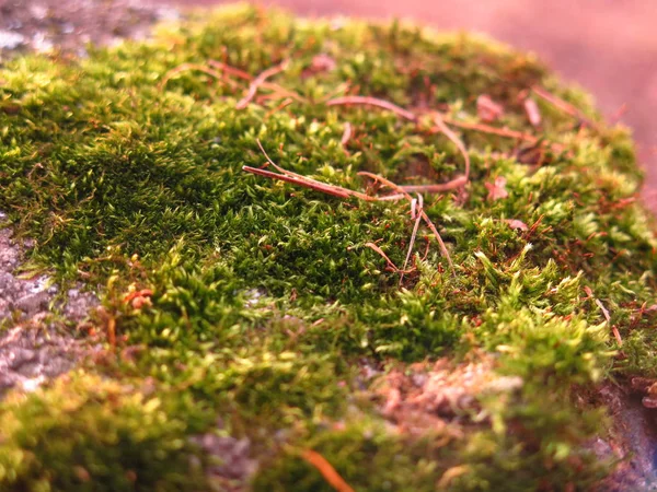 Green Autumn Moss Concrete Closeup — Stock Photo, Image