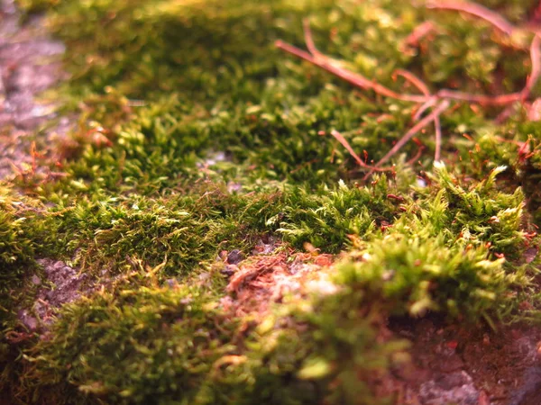 混凝土特写上绿色秋天苔藓 — 图库照片