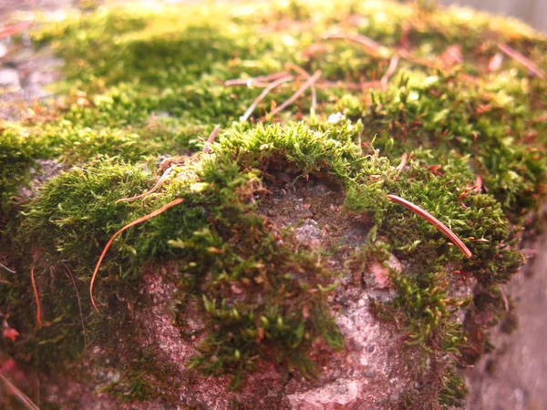 Green Autumn Moss Concrete Closeup — Stock Photo, Image