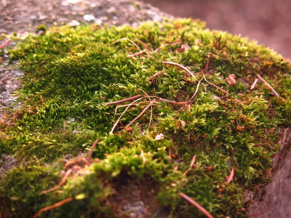 Green Autumn Moss Concrete Closeup — Stock Photo, Image