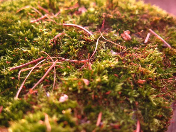 混凝土特写上绿色秋天苔藓 — 图库照片