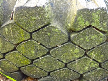 Eski lastik bir lastiğin üzerindeki elmasların dokusu yeşil küfle kaplıydı.