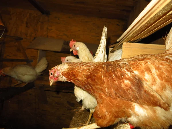 Witte Rode Kippen Het Kippenhok Boerderij — Stockfoto