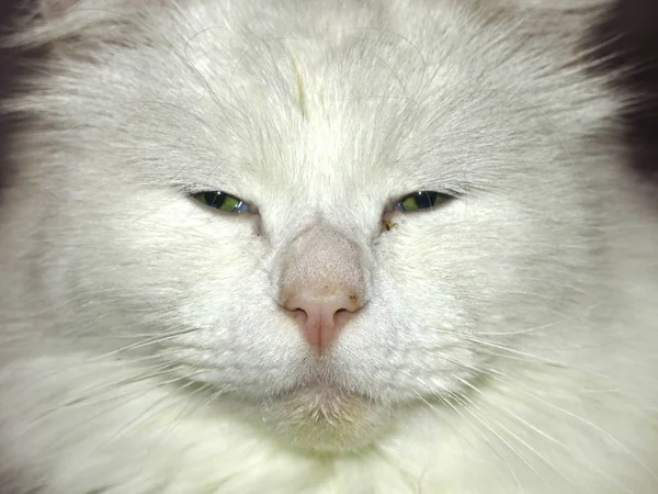 Cabeza Gato Peludo Blanco Con Ojos Verdes — Foto de Stock