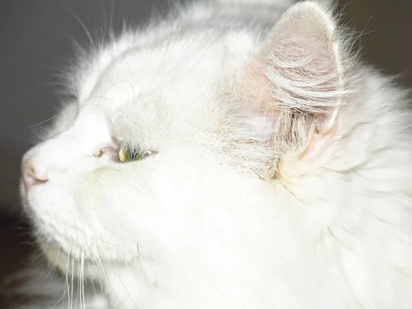 Cabeza Gato Peludo Blanco Con Ojos Verdes — Foto de Stock