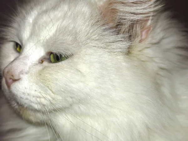 Cabeza Gato Peludo Blanco Con Ojos Verdes — Foto de Stock