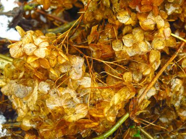 Sonbahar arkaplanı: Kuru çiçeklerin altın cilt yüzdeleri