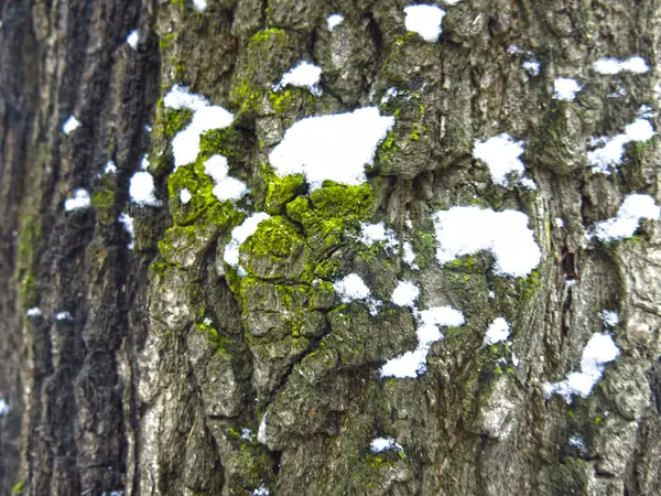 Kışın Karla Kaplı Bir Ağacın Kabuğu — Stok fotoğraf