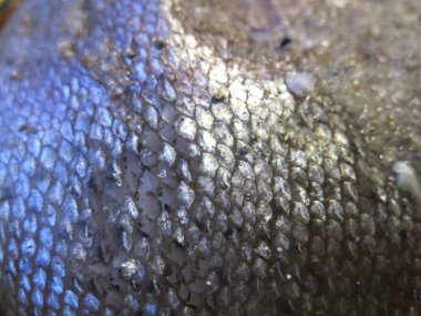 Kırmızı balık pulları (alabalık veya pembe somon) kesmeden önce tuz olarak kullanılır.