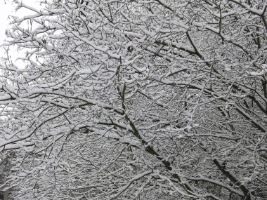 Karla kaplı ağaç dalları, kabarık beyaz karlı siyah gövdeler.