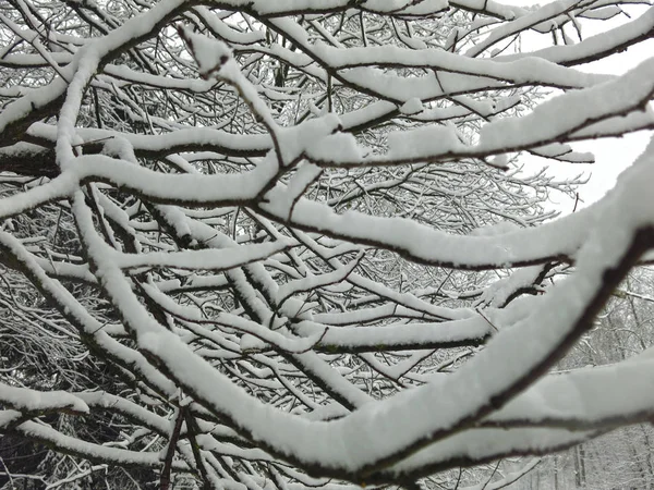 Ramos Árvores Cobertos Neve Neve Branca Macia Troncos Pretos — Fotografia de Stock