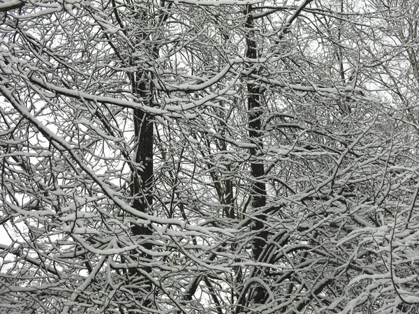 Ramos Árvores Cobertos Neve Neve Branca Macia Troncos Pretos — Fotografia de Stock