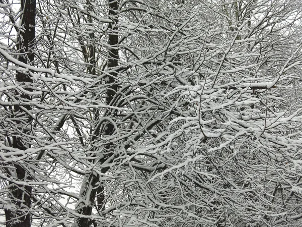 Zasněžené Větve Stromů Nadýchaný Bílý Sníh Černých Kmenech — Stock fotografie