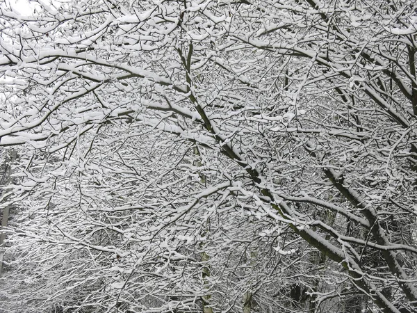 Snow Covered Branches Trees Fluffy White Snow Black Trunks — Stock Photo, Image