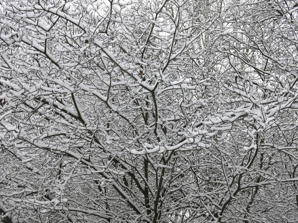 Ramos Árvores Cobertos Neve Neve Branca Macia Troncos Pretos — Fotografia de Stock