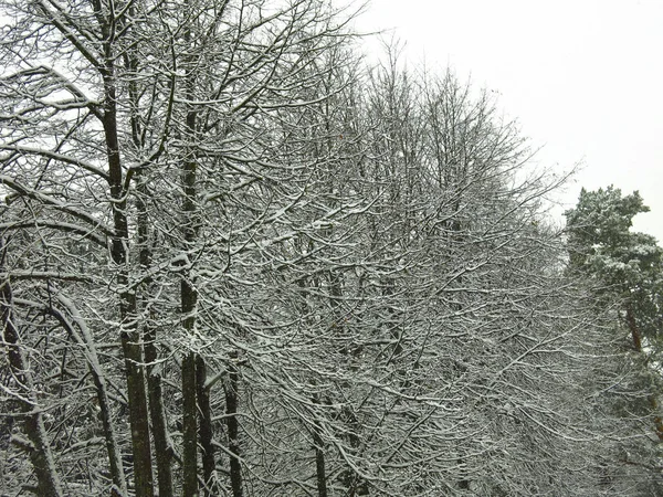 Branches Arbres Couvertes Neige Neige Blanche Moelleuse Sur Troncs Noirs — Photo