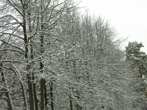 Ramos Árvores Cobertos Neve Neve Branca Macia Troncos Pretos — Fotografia de Stock