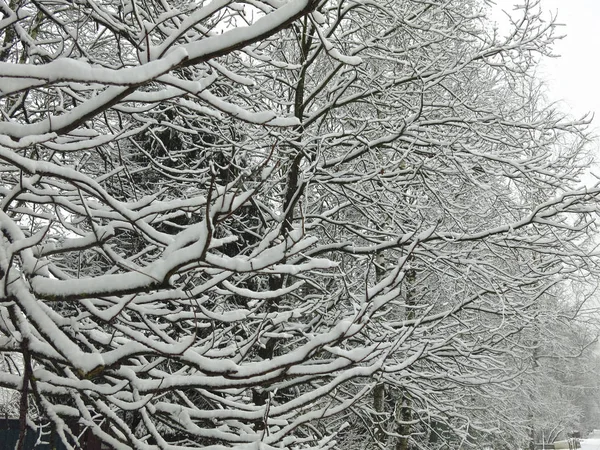 Ramas Cubiertas Nieve Árboles Nieve Blanca Esponjosa Troncos Negros — Foto de Stock